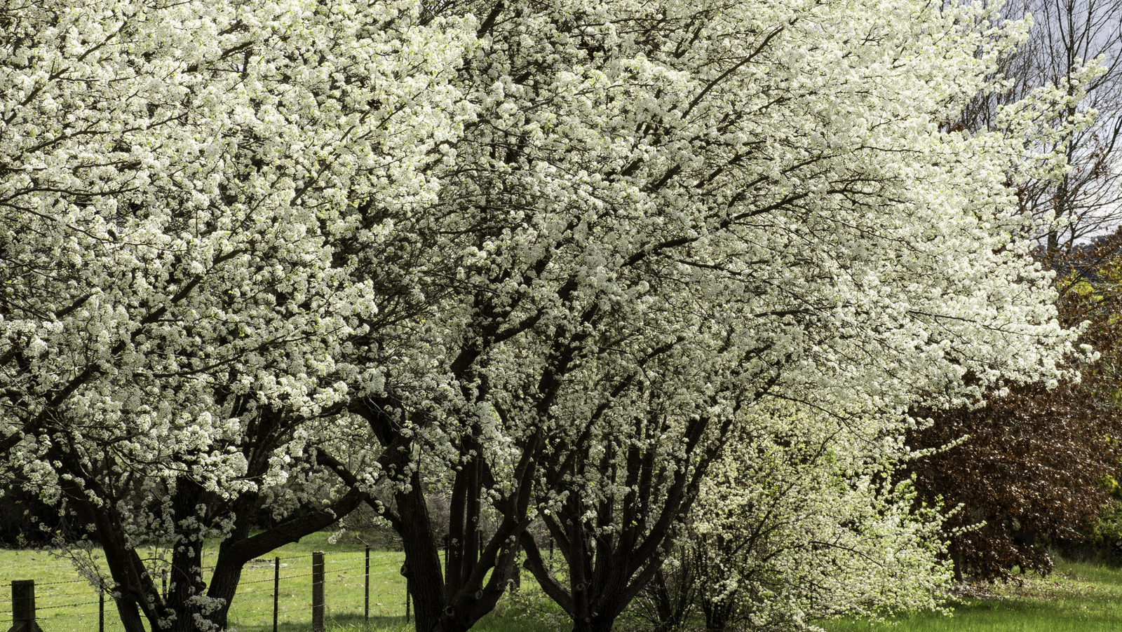 あなたの庭にこれらの急成長する木の品種を植えることを再考してください