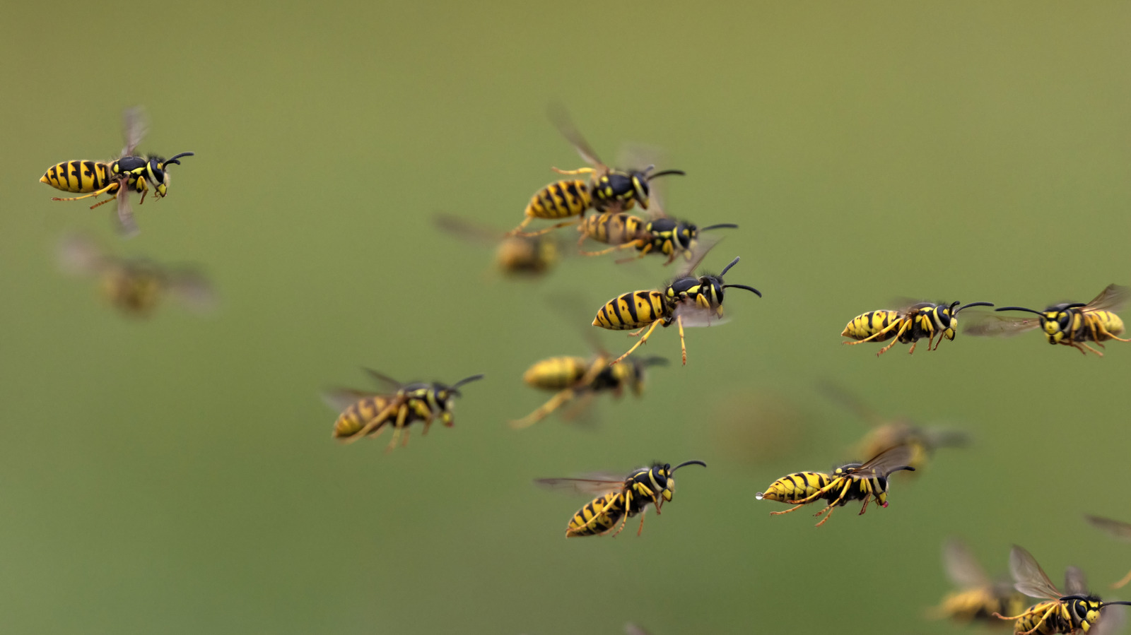あなたの庭からこの雑草を取り除くことは、スズメバチを遠ざけるための鍵かもしれません