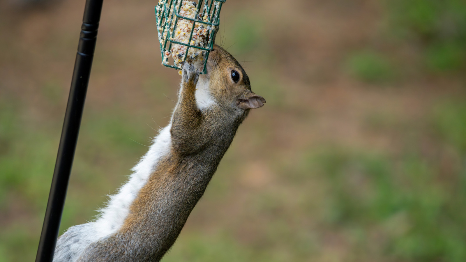 プラスチック製のボウルを再利用して、リスを鳥の餌箱から簡単に遠ざけてください