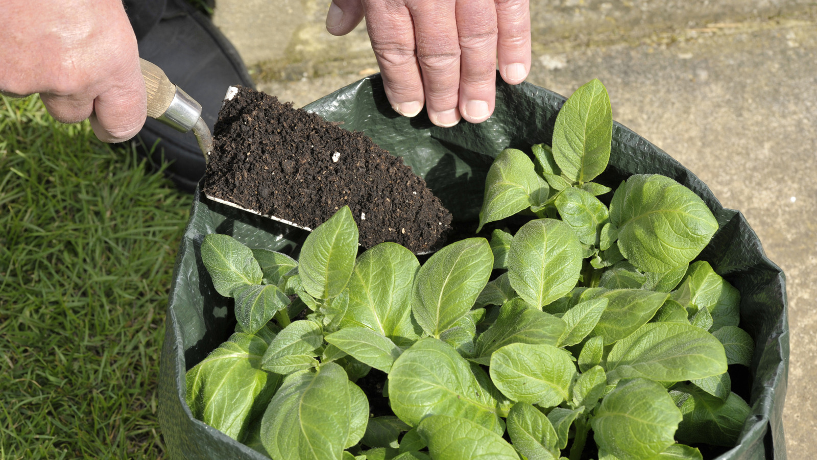 古い犬の木箱を再利用して、成長バッグ用の見栄えの良いトレリスを構築します
