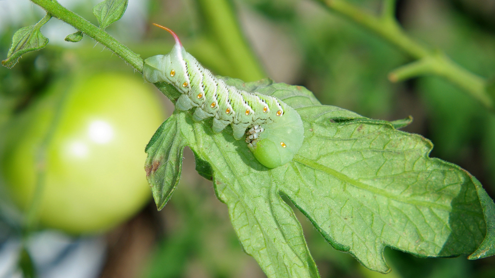 古い洗濯袋を再利用して、害虫から植物を簡単に保護する