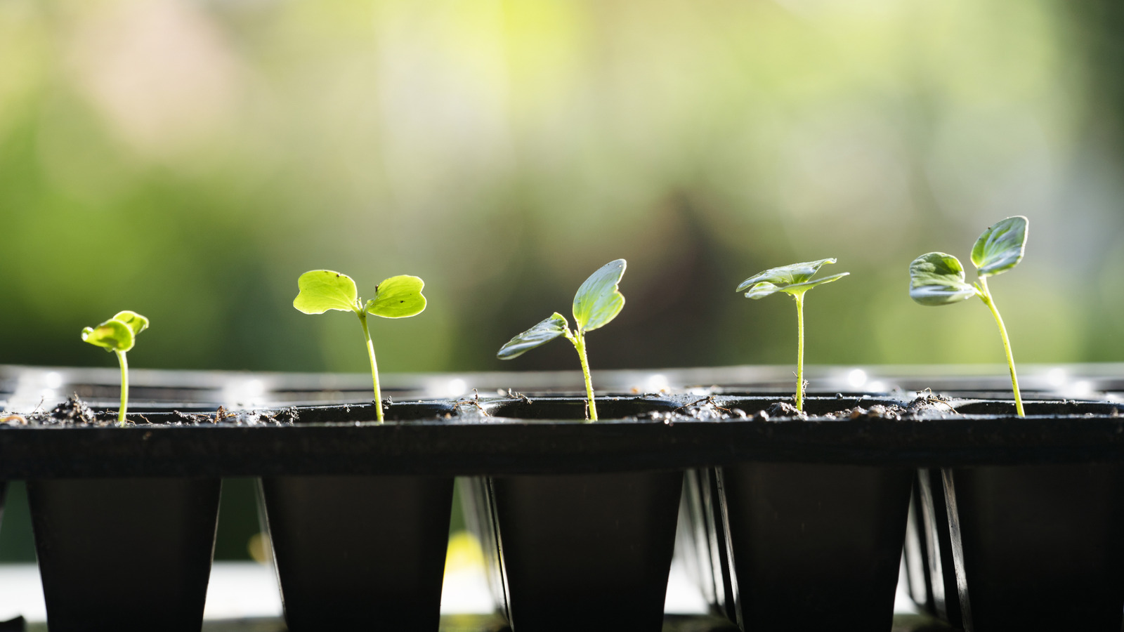 古いトングを再利用して、移植植物をさらに簡単にする