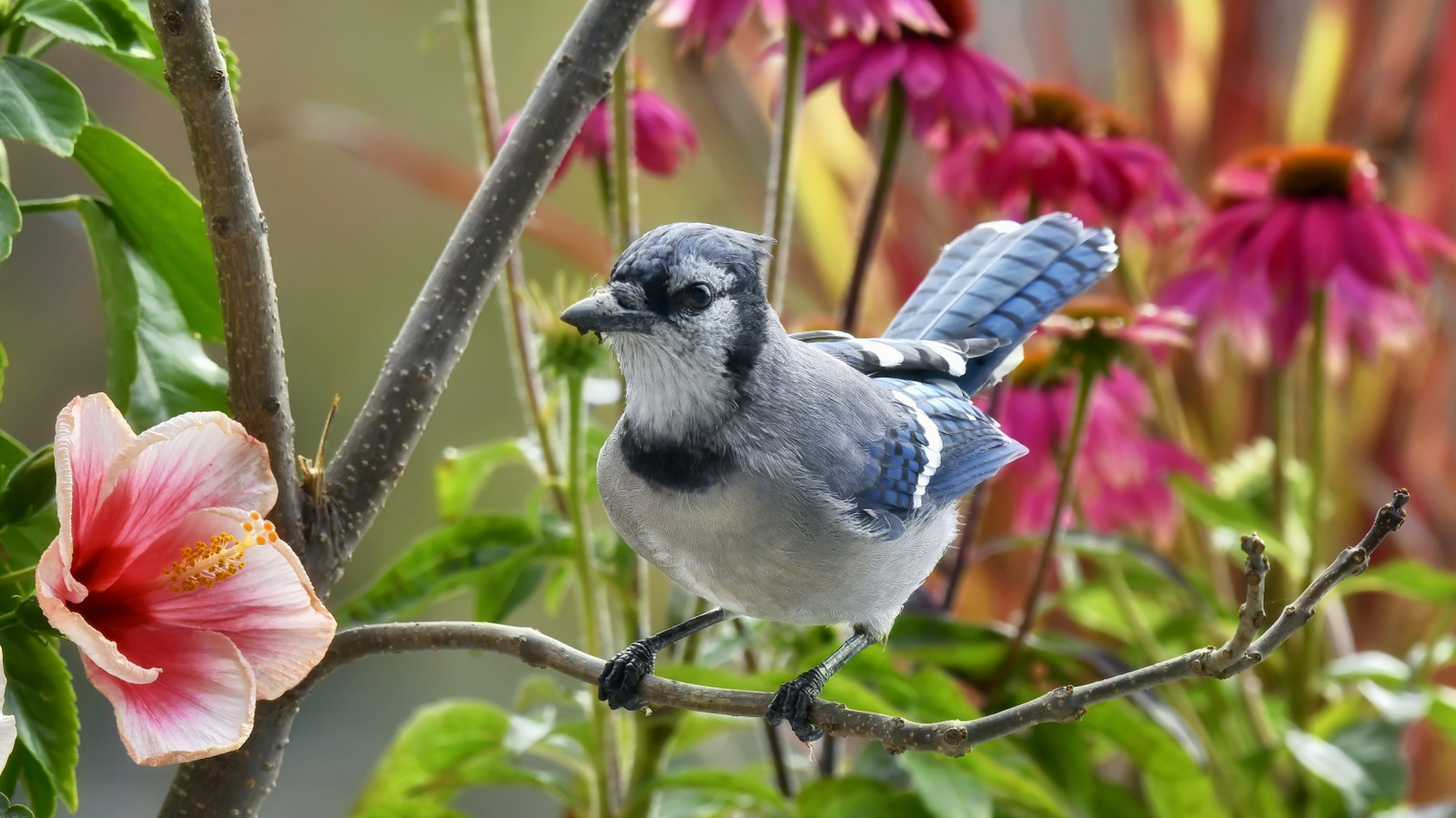 古いワイヤーの廃棄物を一意のバードバスのために再利用してください