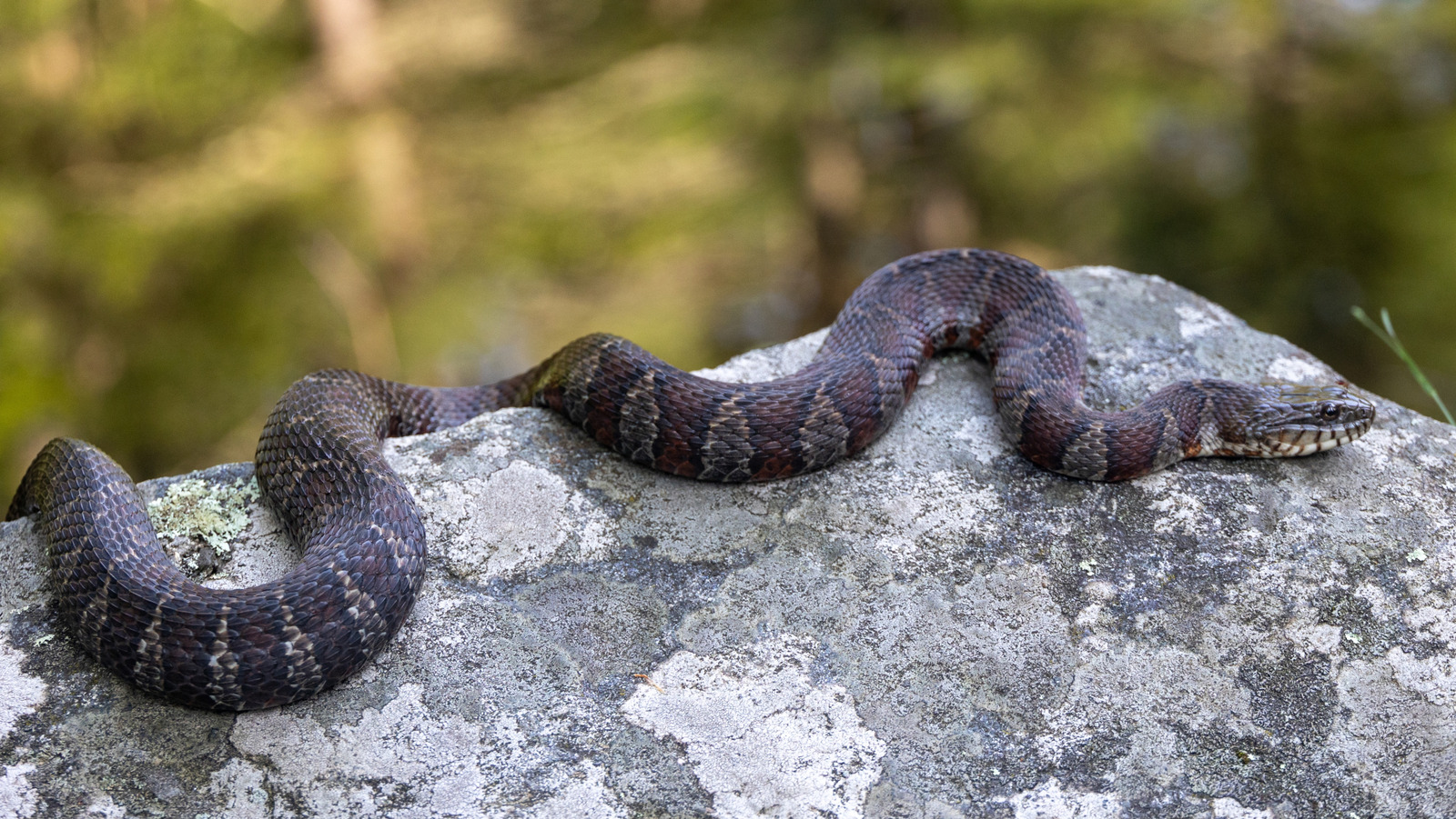 ヘビはマサチューセッツ州のこれらの美しい水域を完全に引き継ぎました