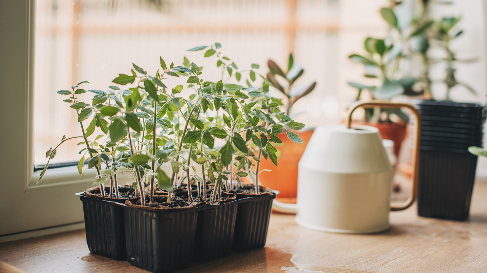 巧妙なティクトックハックの助けを借りてトマトの種をうまく始める