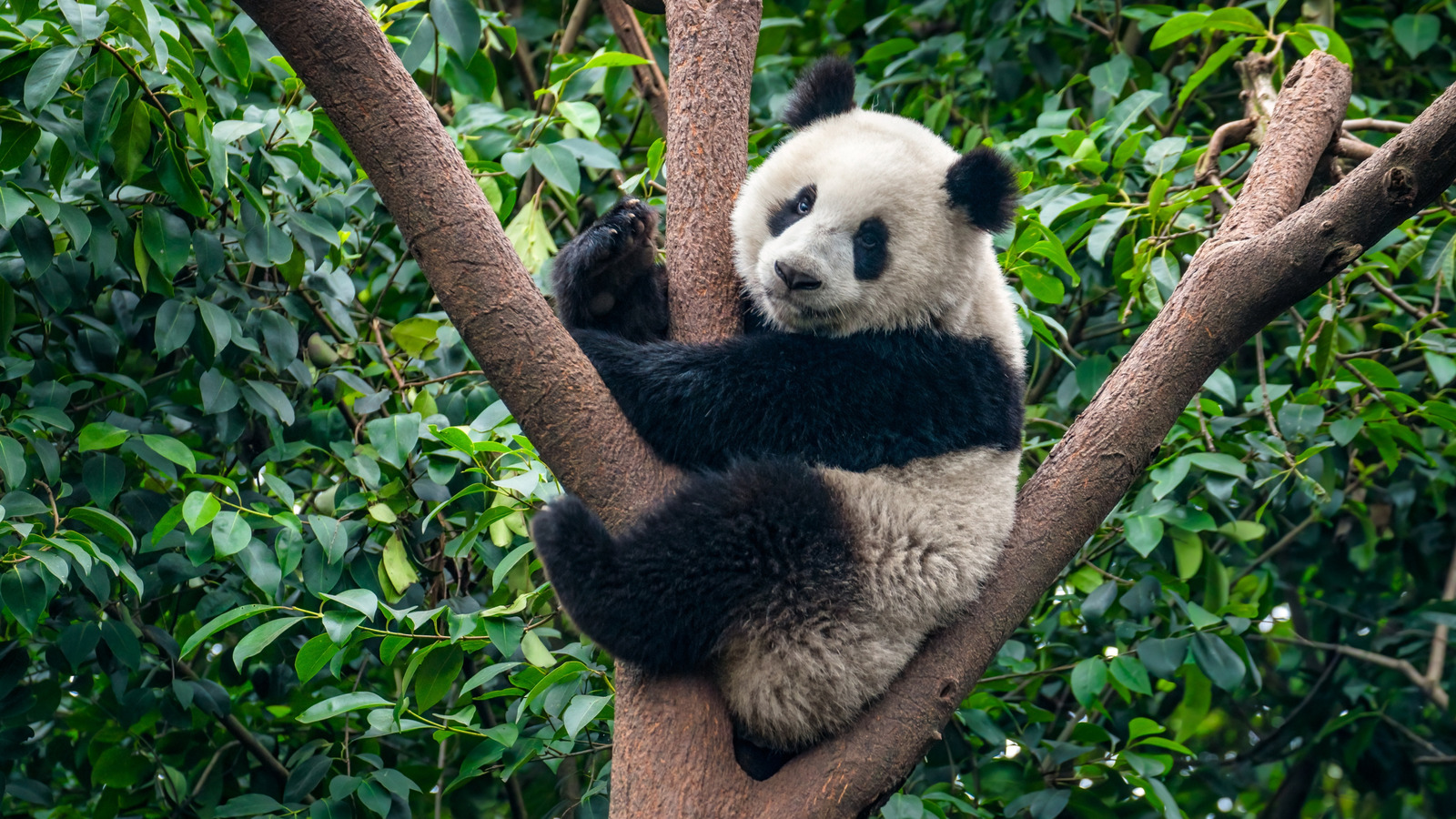 あなたが世界中で見つけることができる8つのクマの種（そしてそれらを見つける場所）