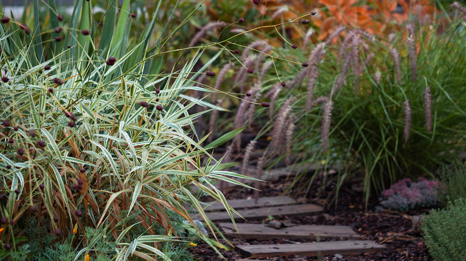 害虫があなたの庭を引き継ぐのを防ぐのに役立つ美しい装飾草
