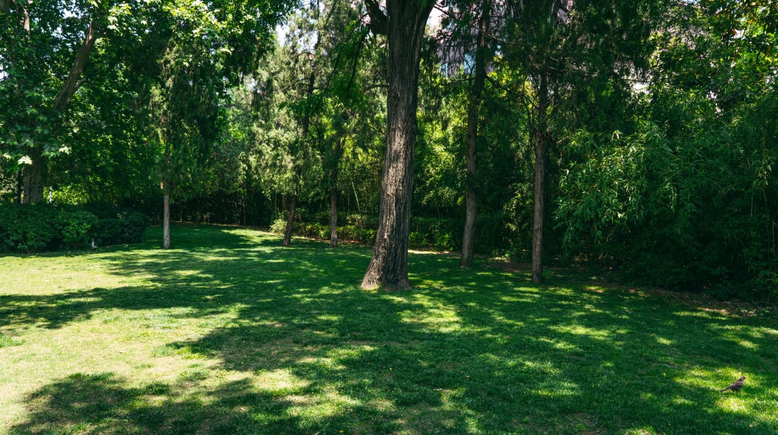 あなたの日陰の庭で繁栄する美しいタイプの草