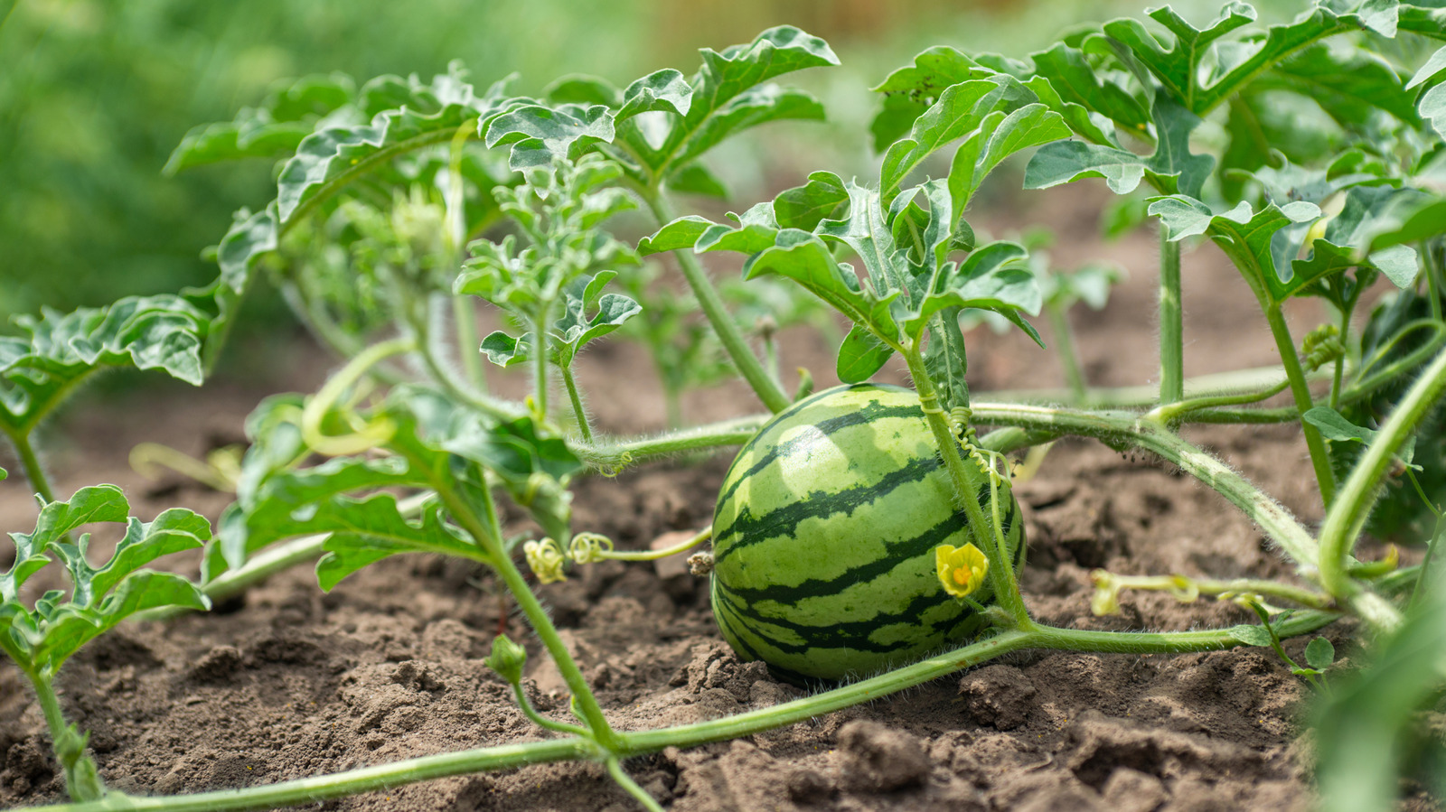 植え付けのために新鮮な果物の種を準備するための最良の方法