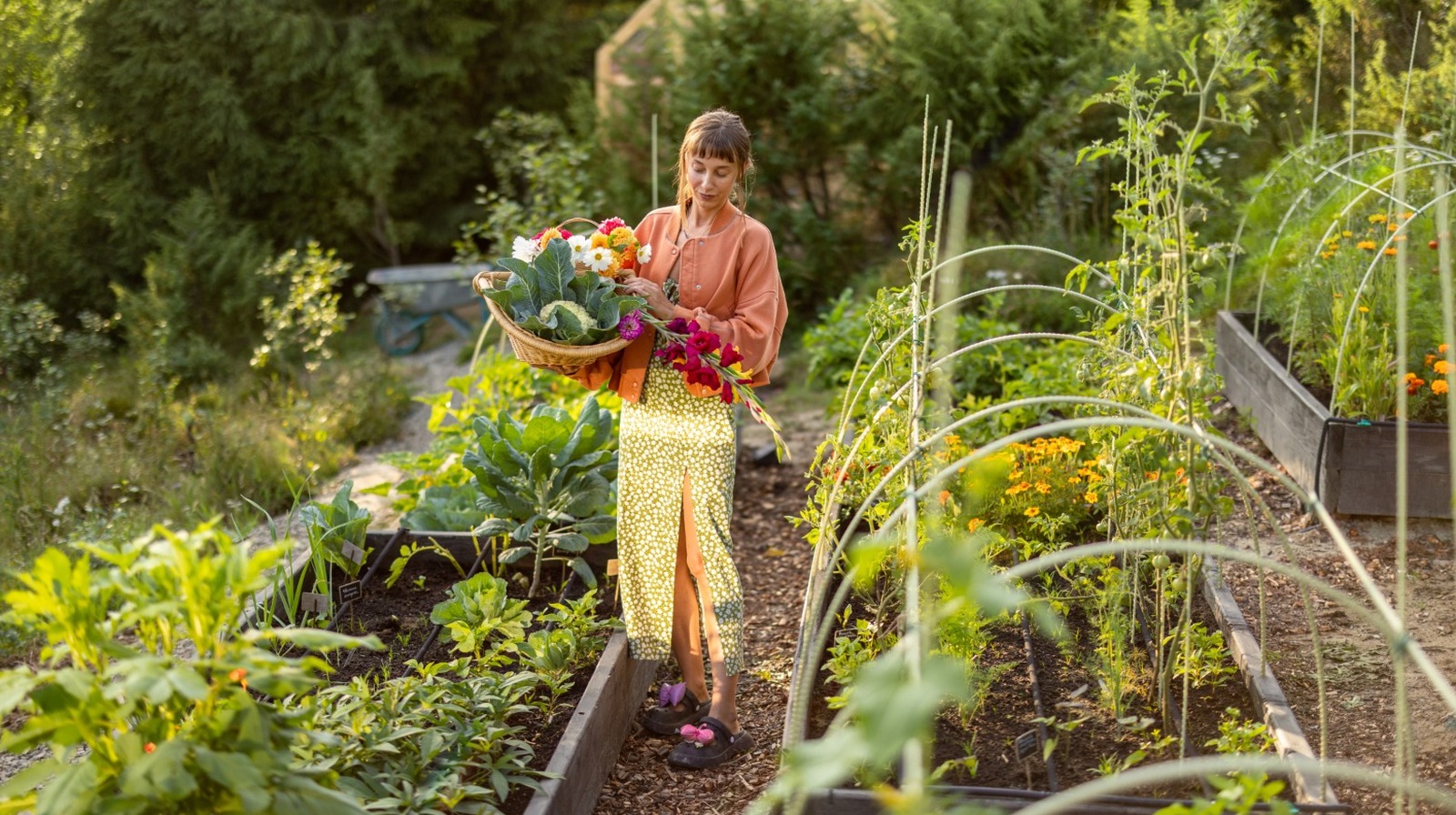 あなたの庭の花粉媒介者が愛する明るくて育ちやすい花