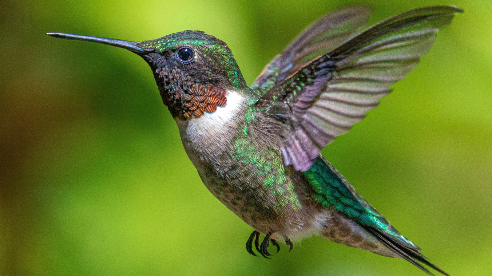 ブッシュハミングバードは大好きですが、あなたの庭に植えたことを後悔しています