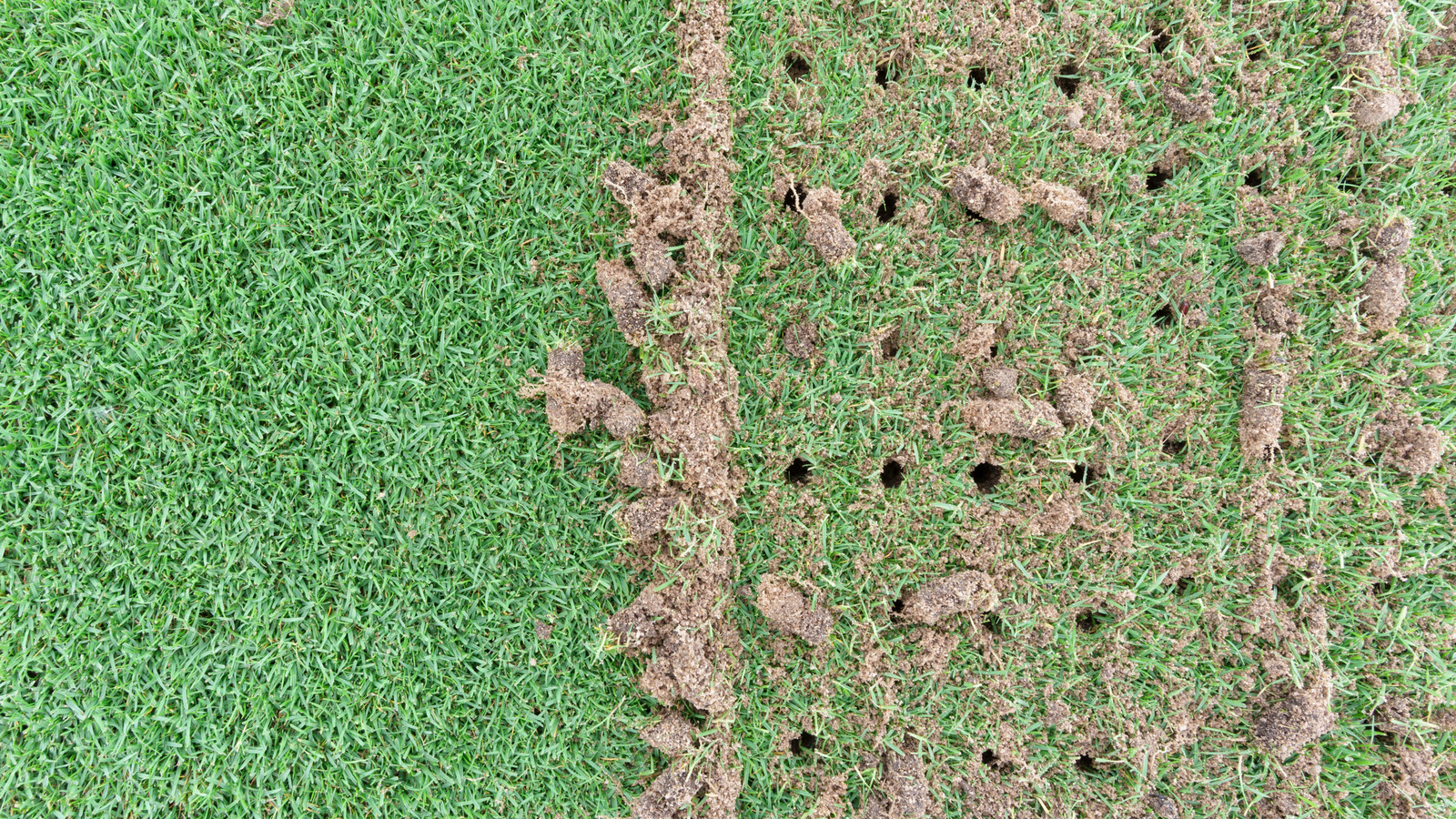 あなたが試してみたいと思うかもしれない巧妙な芝生のエアレーションハック