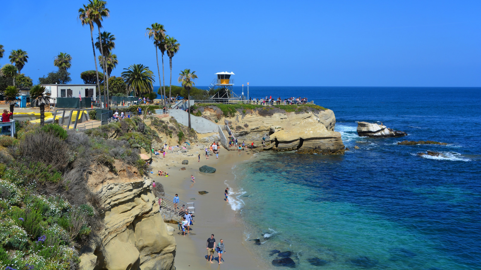 カリフォルニアで最も人気のあるビーチのいくつかで注目すべきかわいいが危険な生き物