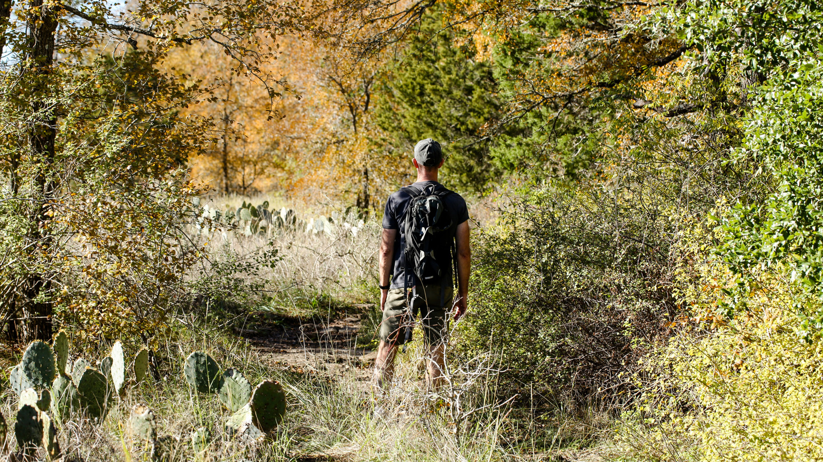 テキサスで冒険しながら避けるべきかわいいが有毒な緑の果実