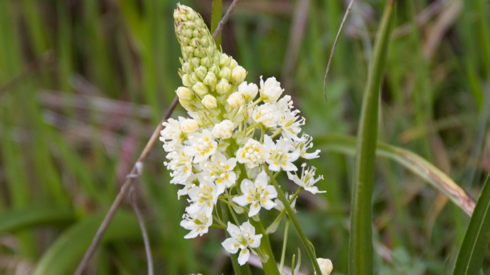 米国西部で注目すべき危険な響きの植物