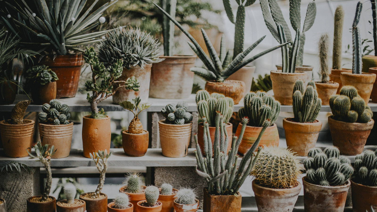 あなたの小さな庭に緑を追加するのに役立つDIY植物スタンド