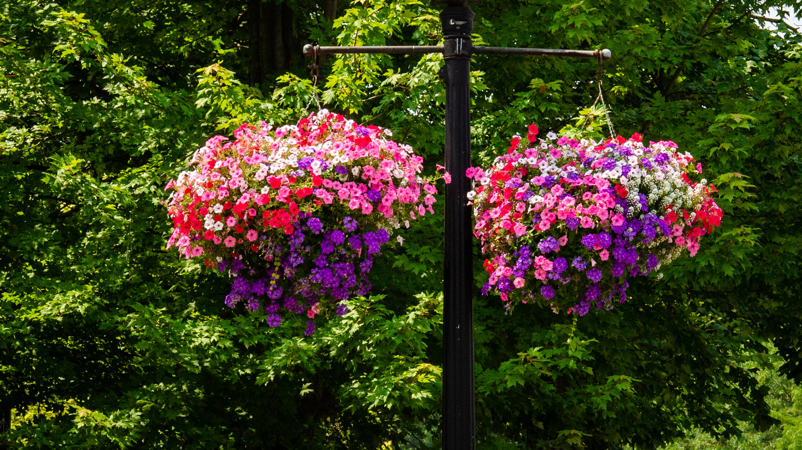 最も暑い夏の間に咲く干ばつ耐性のカスケードの花
