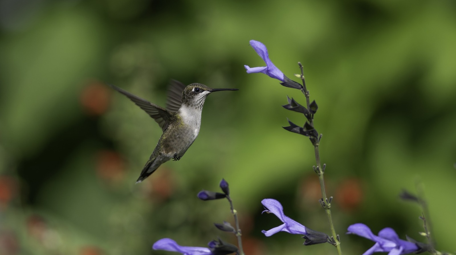 ハチドリがあなたの庭に集まっている人目を引くトリック