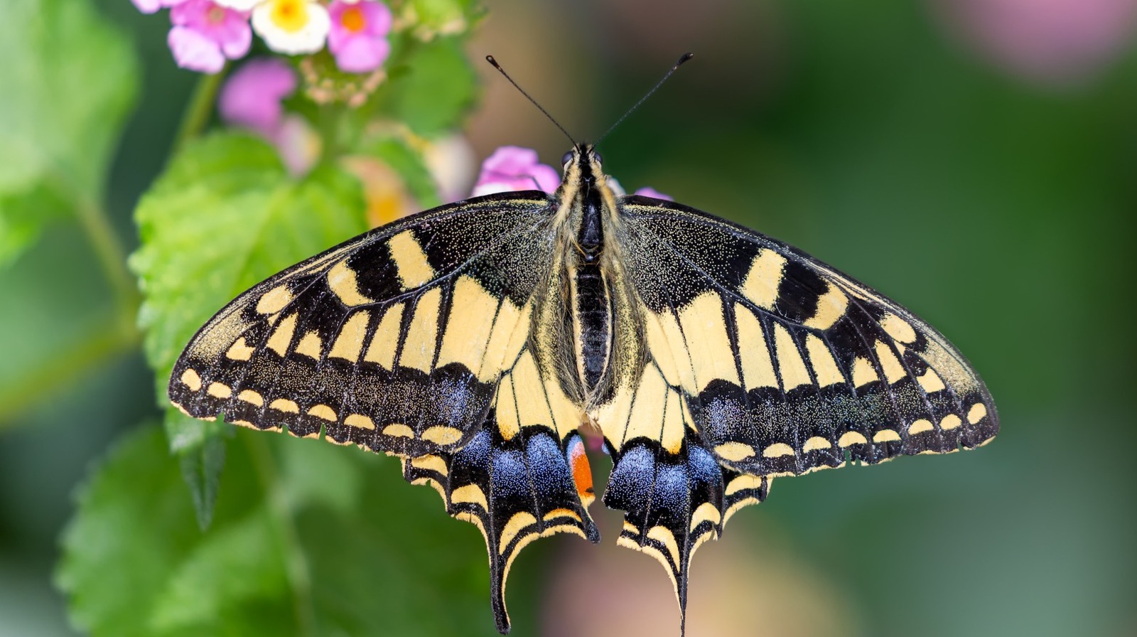 ヤードを蝶の楽園に変える急成長する花