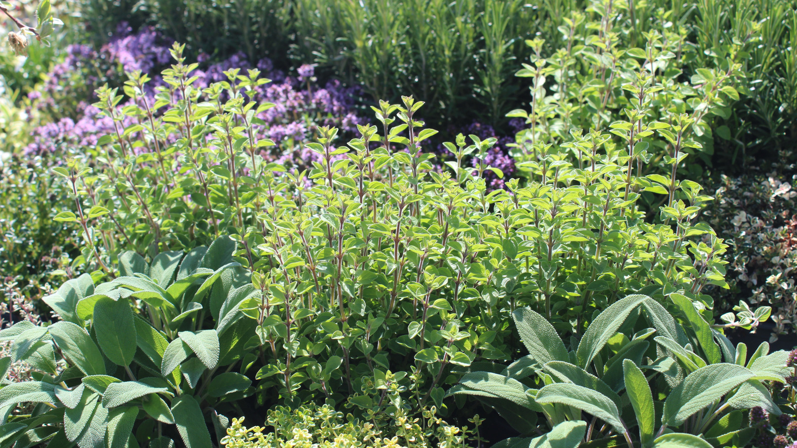 あなたがこれらの措置を講じなければあなたの庭を引き継ぐ急成長しているハーブ