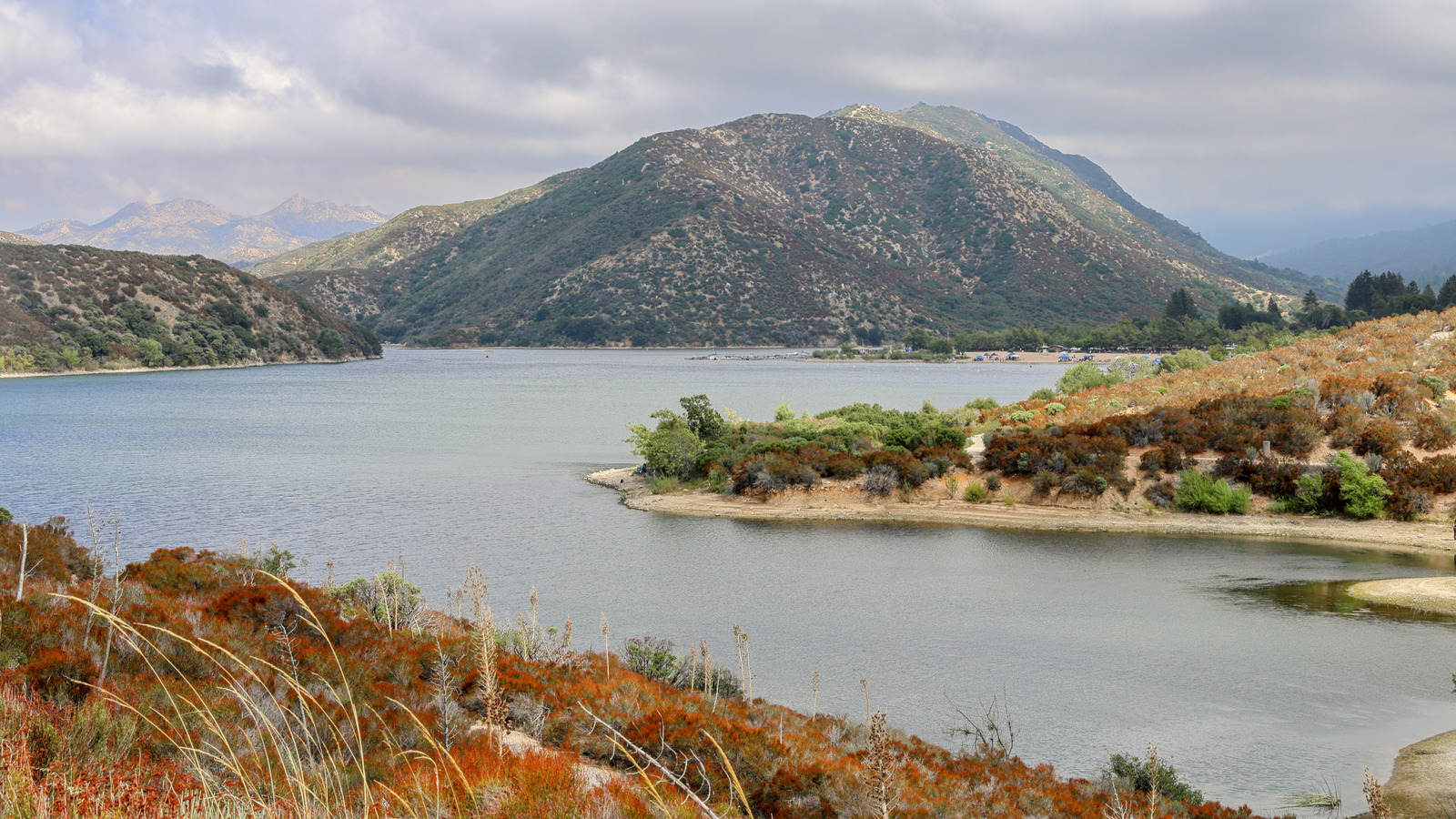 南カリフォルニアの人気の湖を占領する急速に蔓延する外来種