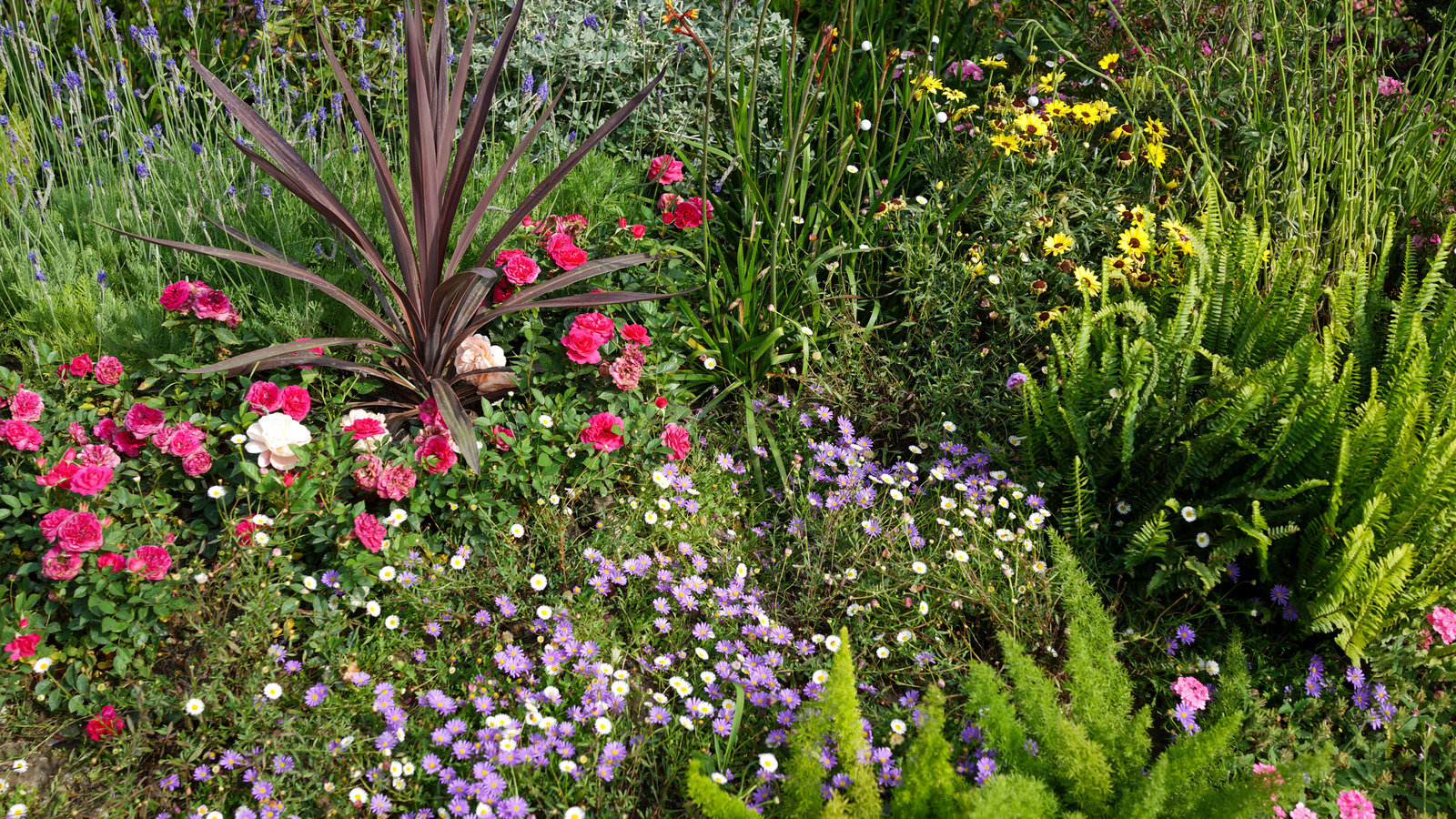 あなたの日当たりの良い庭で繁栄する手間のかからないピンクと紫色の花