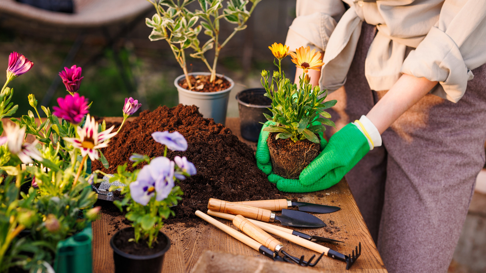 誰でも庭で育てることができるメンテナンスの低い食用の花