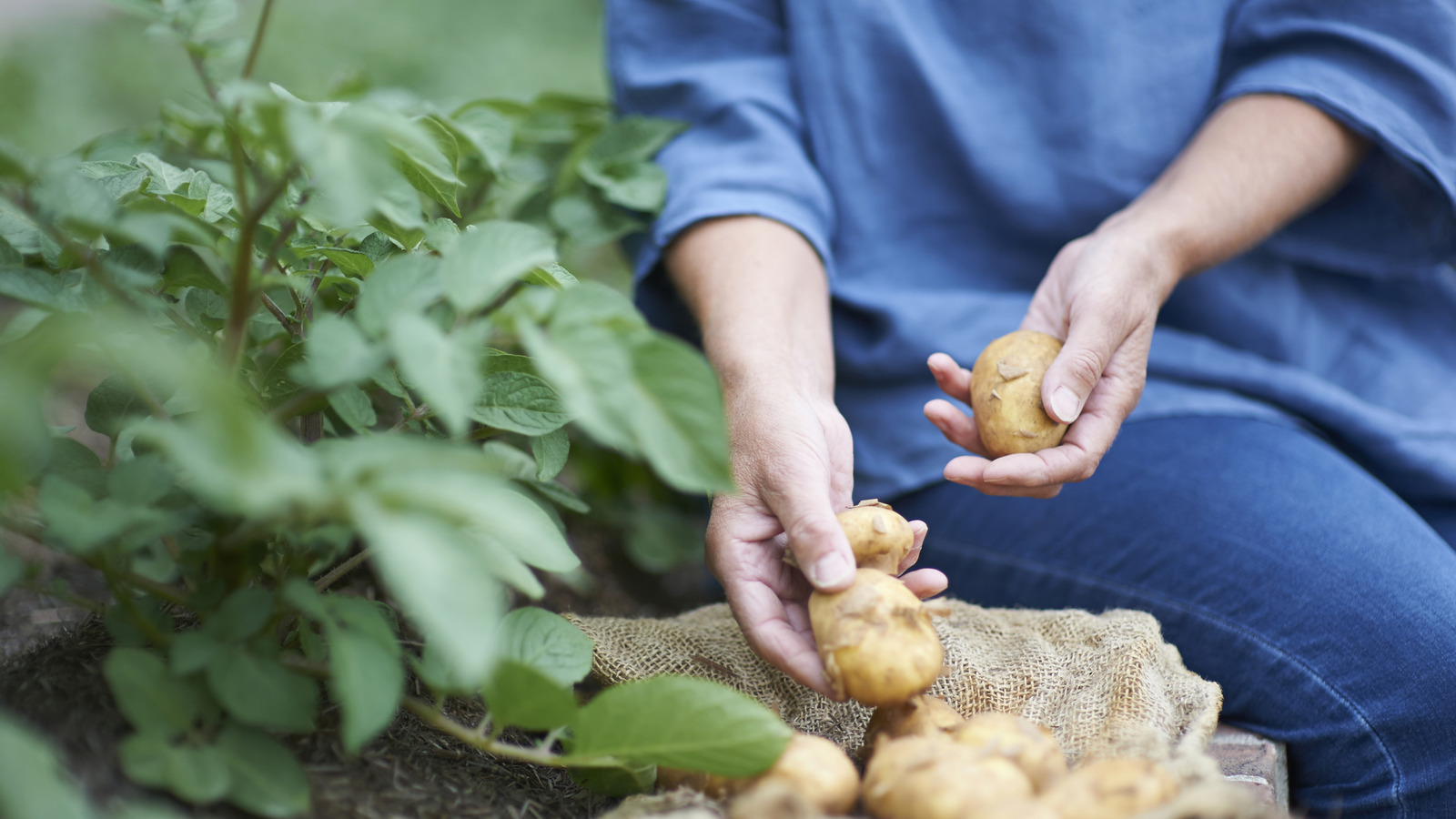 ブルーベリーの茂みやジャガイモの植物の使用を避ける必要がある天然肥料