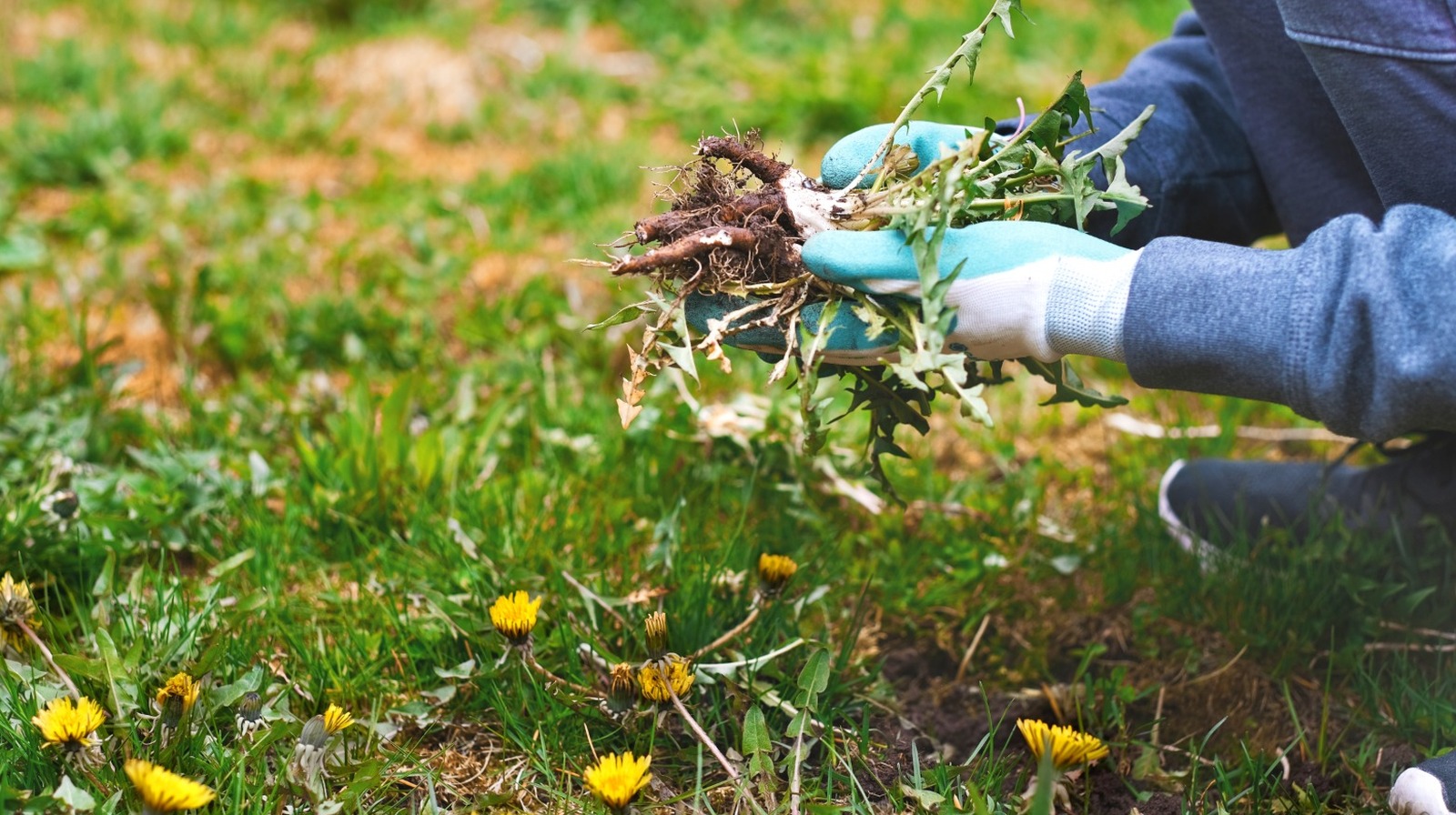 芝生の雑草を除いて庭に植えるのに最適な草