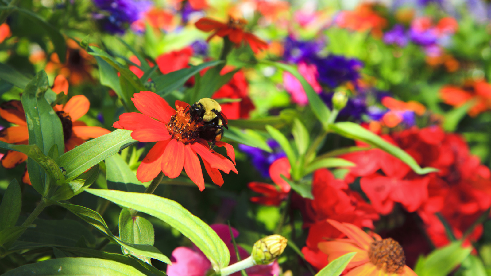 あなたがあなたの花壇で欲しいピンクの花粉媒介者に優しい地面のカバー