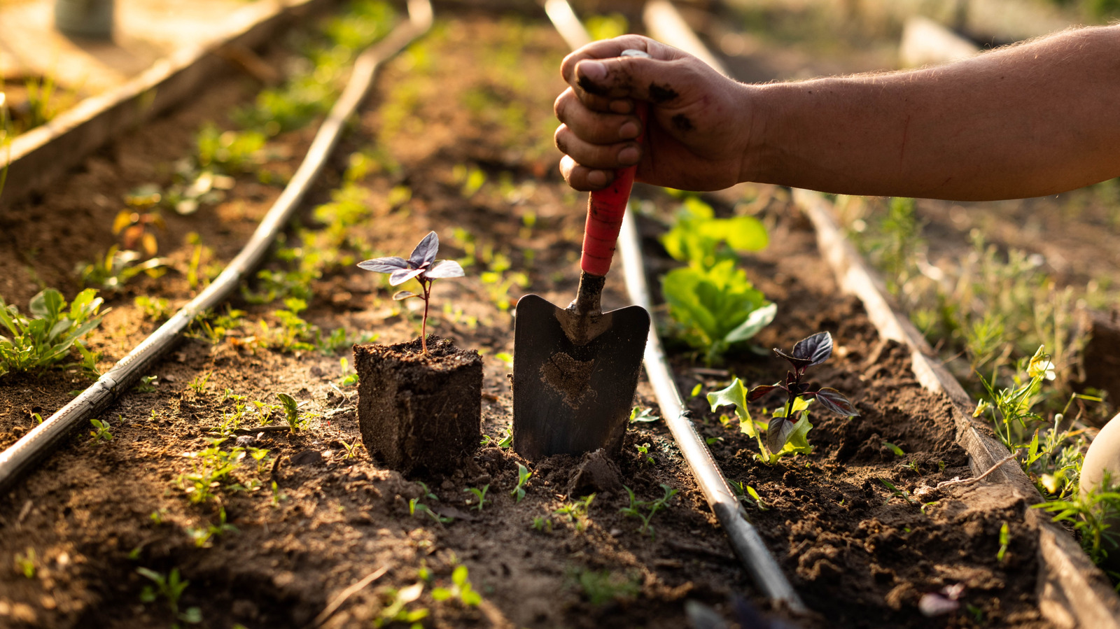 あなたがあなたの庭にバジルの近くに植えることを避けるべき人気の野菜