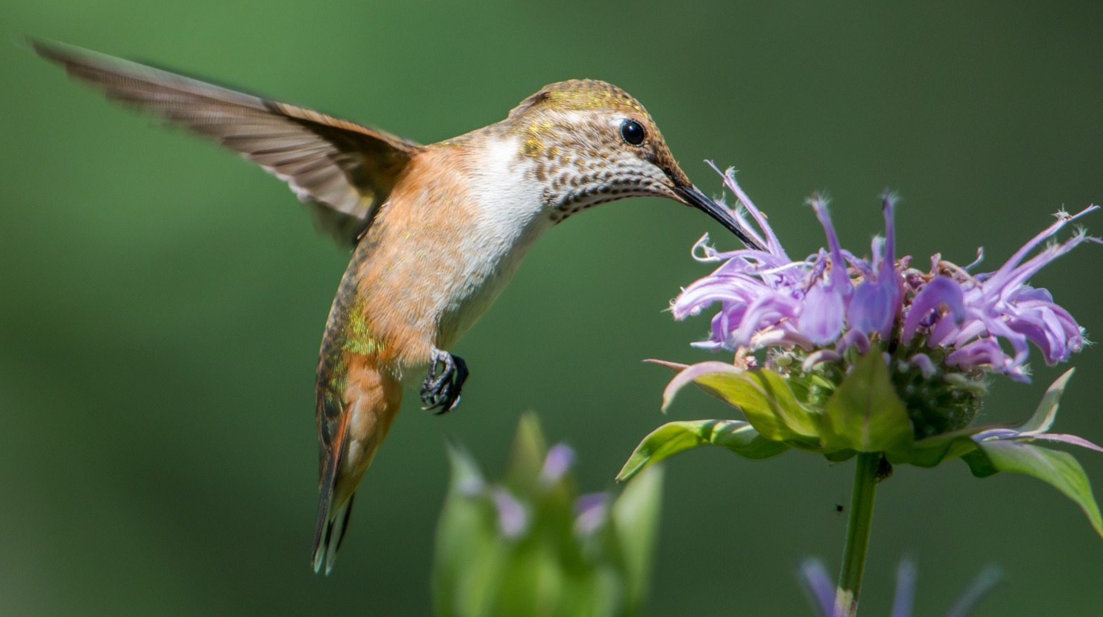 ハチドリが好きな紫色の花ですが、植え付けを後悔しています
