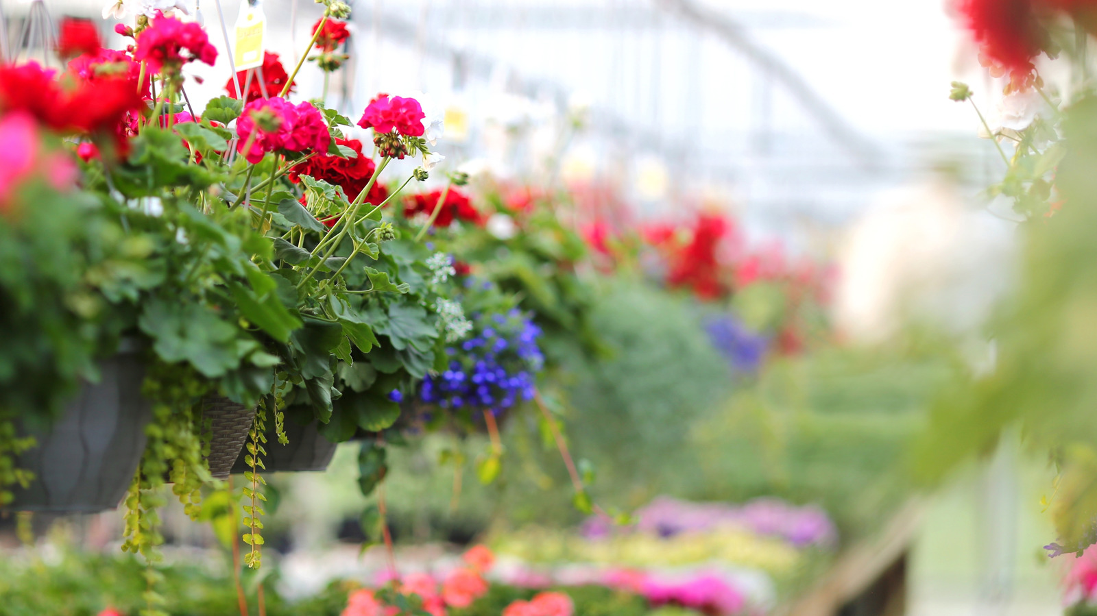 あなたの吊りバスケットで完璧に見える日陰を愛する花