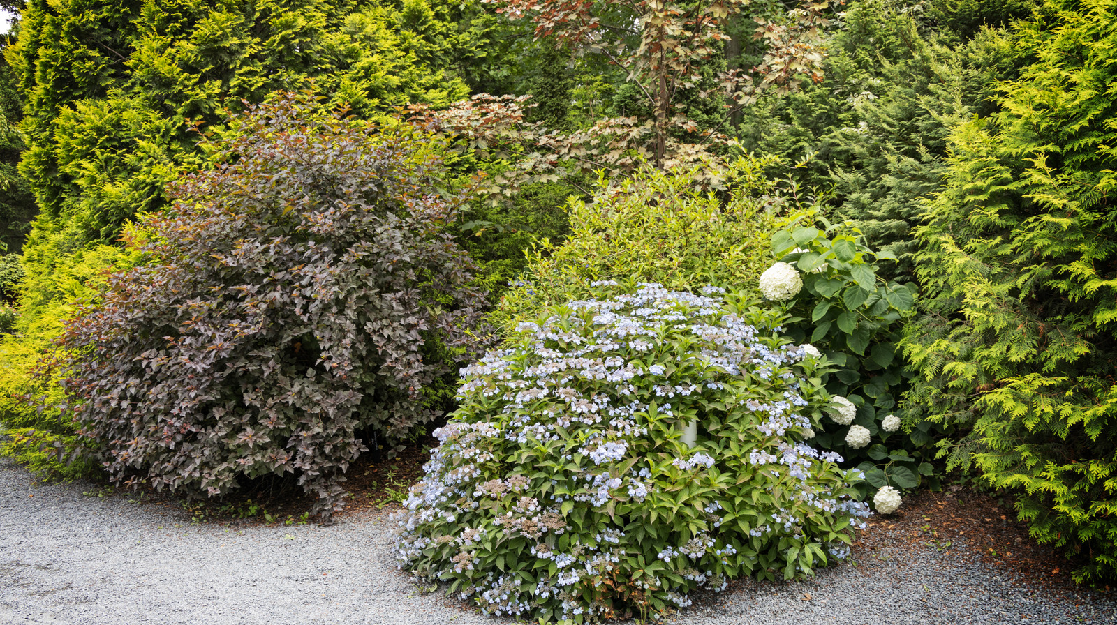 ゆっくりと成長する開花低木は、あなたが決して植えないことを望みます