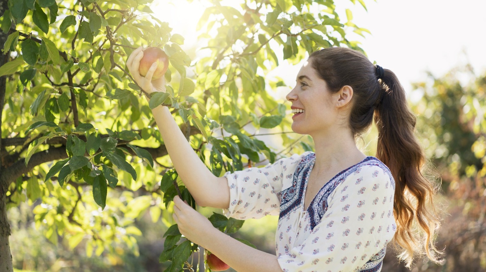 あなたの果樹が繁栄するのを助ける見事な紫色の開花地面カバー