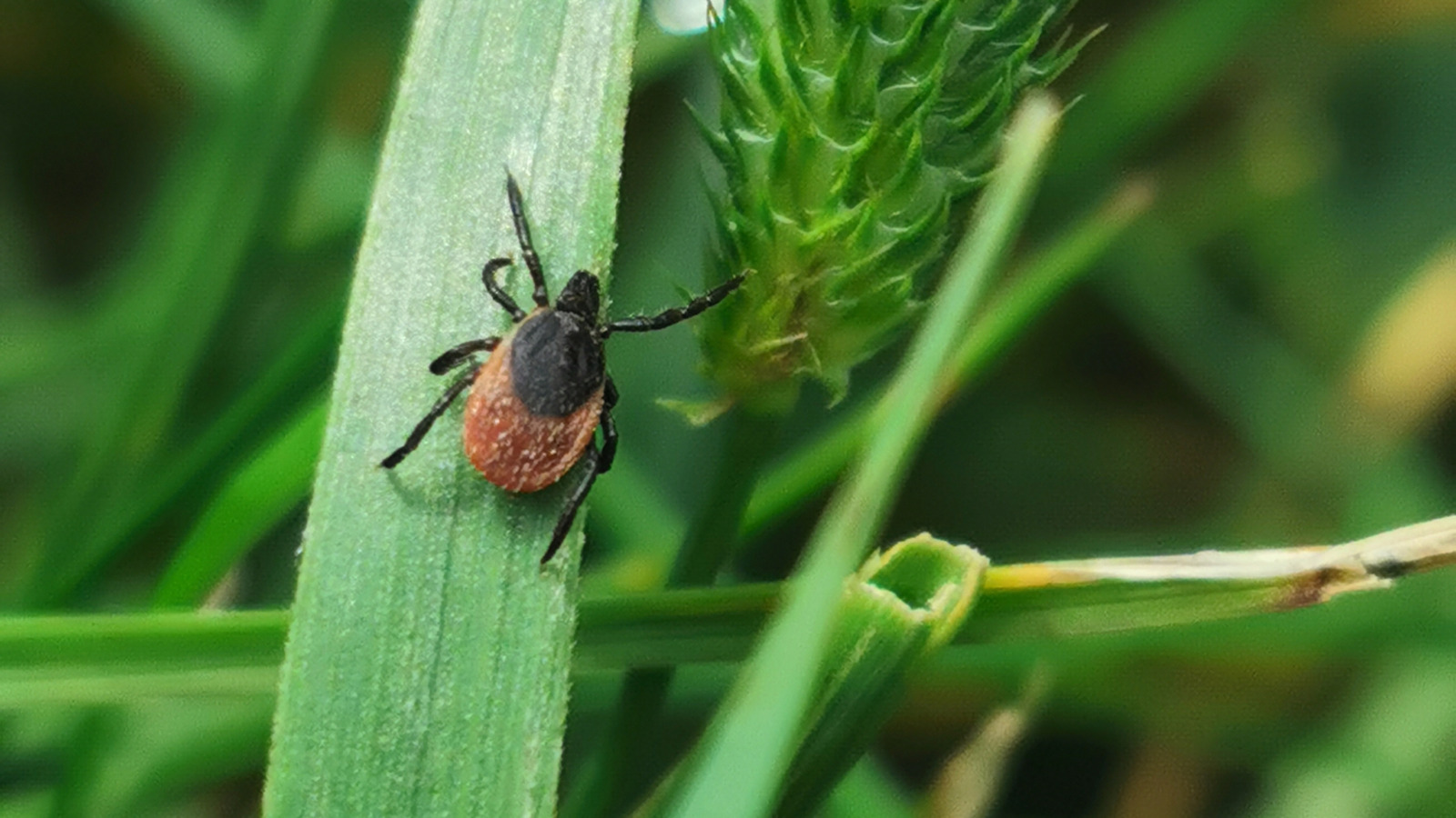 あなたの庭からダニを締め出すのに役立つ見事な小さな低木