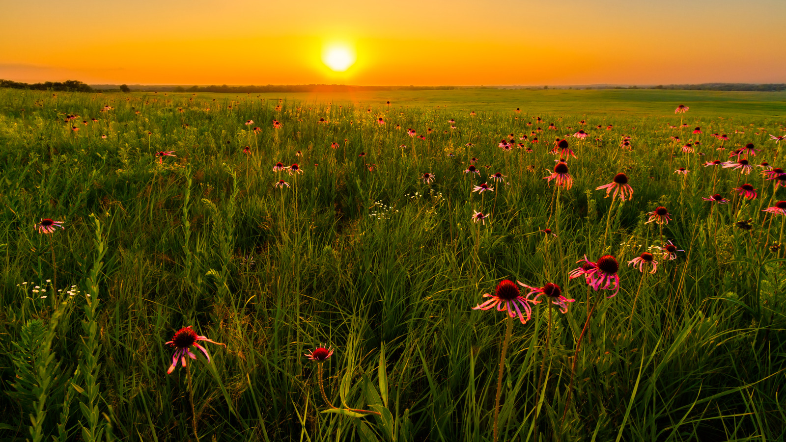 あなたがあなた自身の庭で再現できるユニークなアメリカの風景