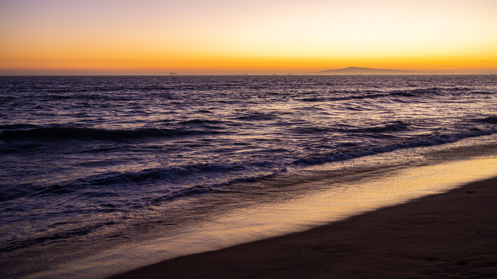 この南カリフォルニアのビーチを訪れるときに注意する毒の生き物