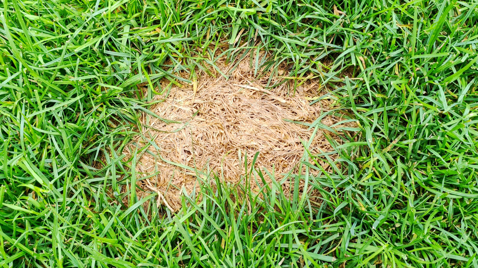 芝生に茶色の斑点ができる原因はこれらの一般的な雑草かもしれません