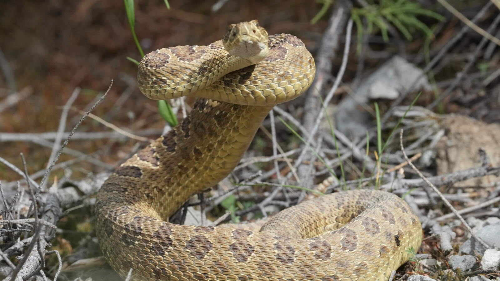 ネブラスカのこれらのヘビに満ちた湖や川で冒険する前によく考えてみてください