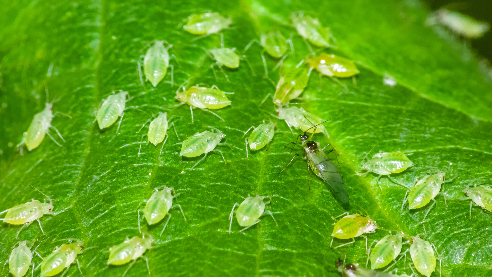 この賢いエプソムソルトトリックはあなたの庭からアブラムシを追放します