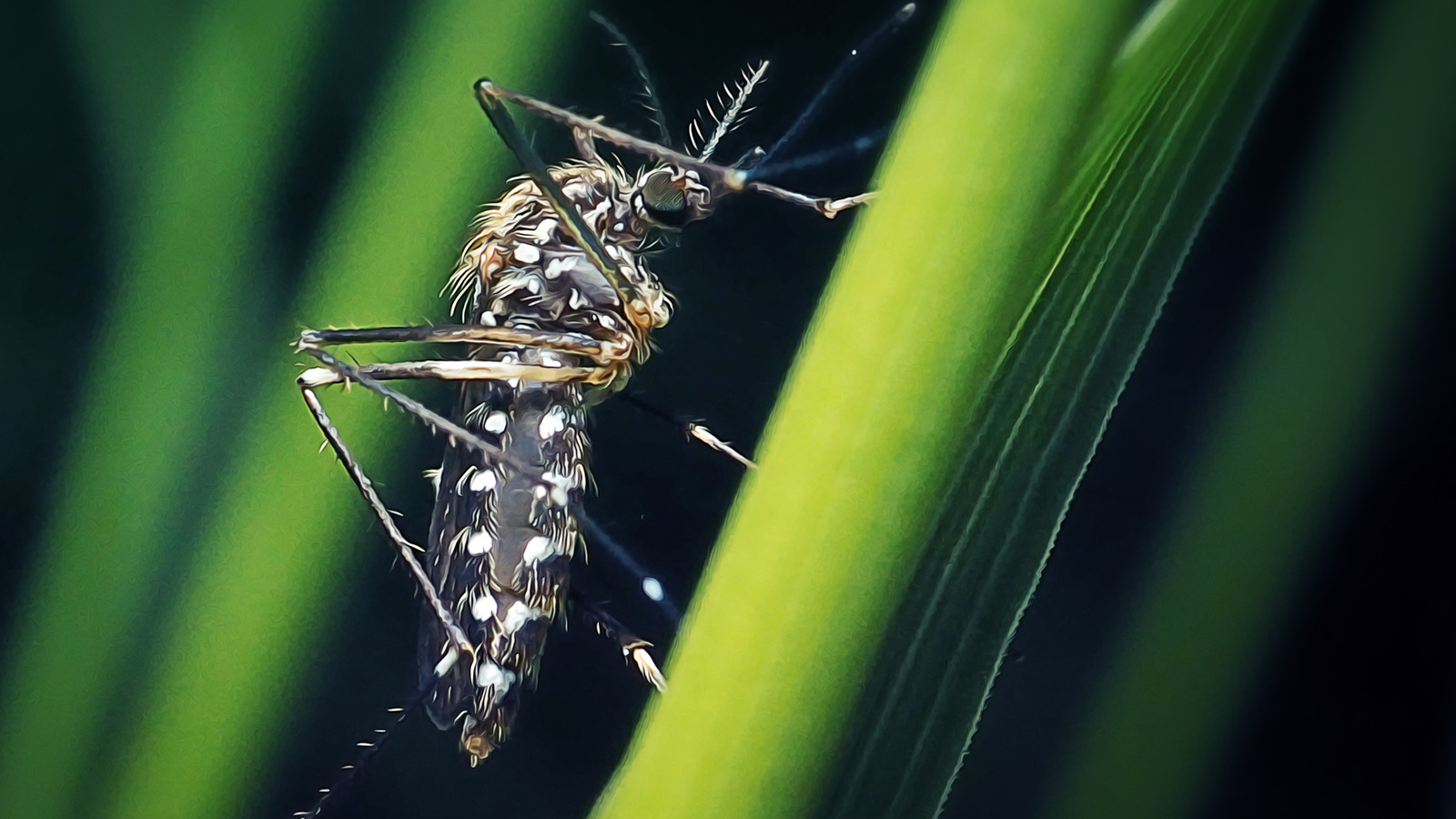 このDIYプロジェクトでは、蚊が少なくプライバシーでパティオを楽しむことができます