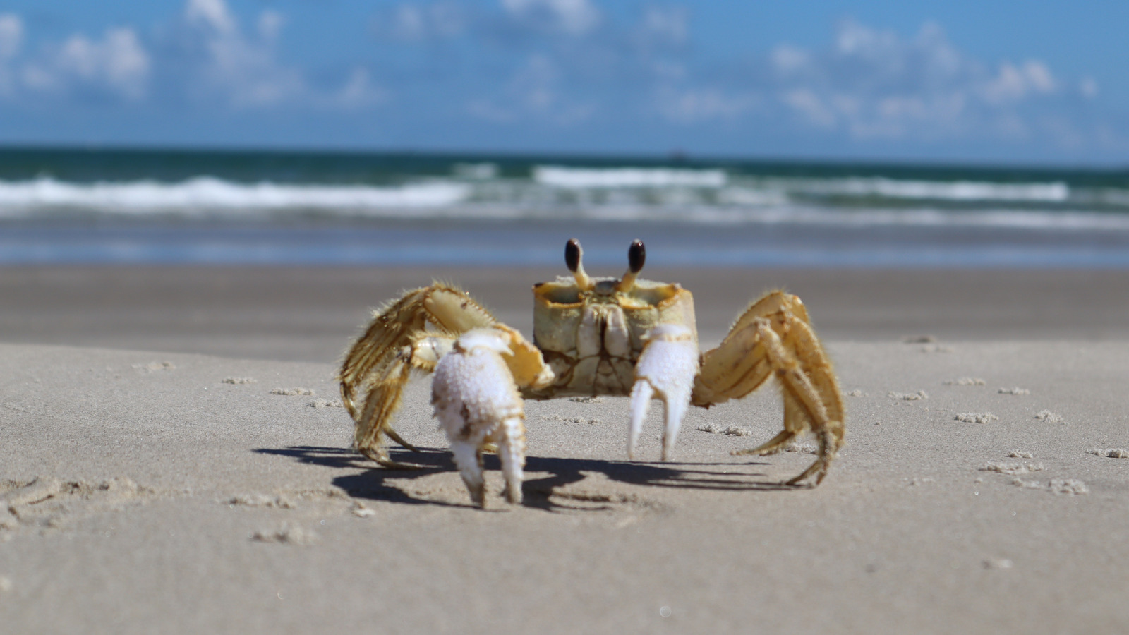 テキサス海岸にあるこの無人の島は、ユニークなビーチ体験を提供します
