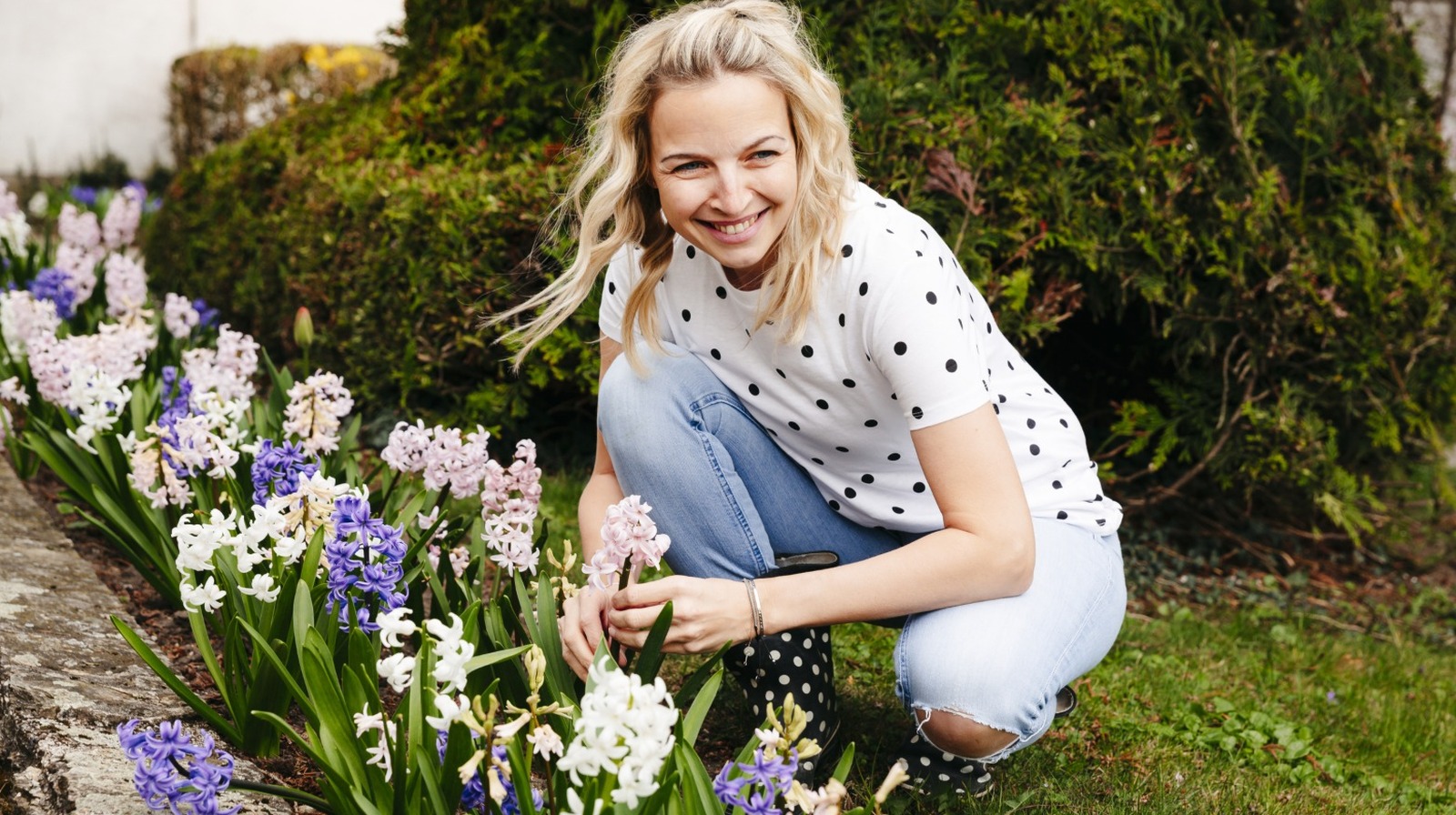 あなたのヒアシンス植物の世話を成功させるためのヒント