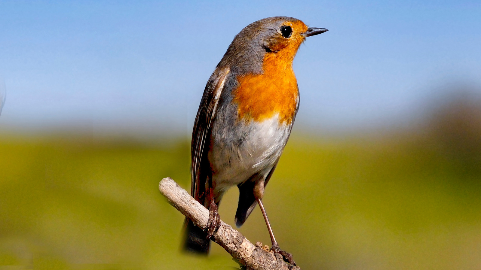 お気に入りのランプを楽しくヴィンテージのバードバスに変える