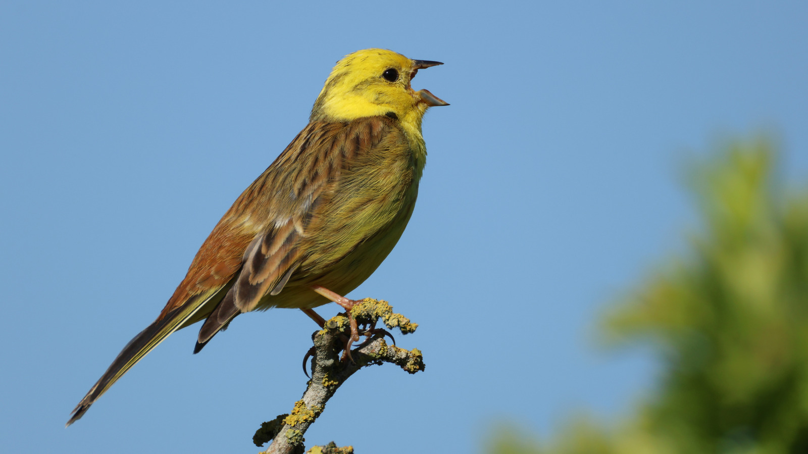 鳴き鳥があなたの庭に群がる2つのおいしい果物の茂み