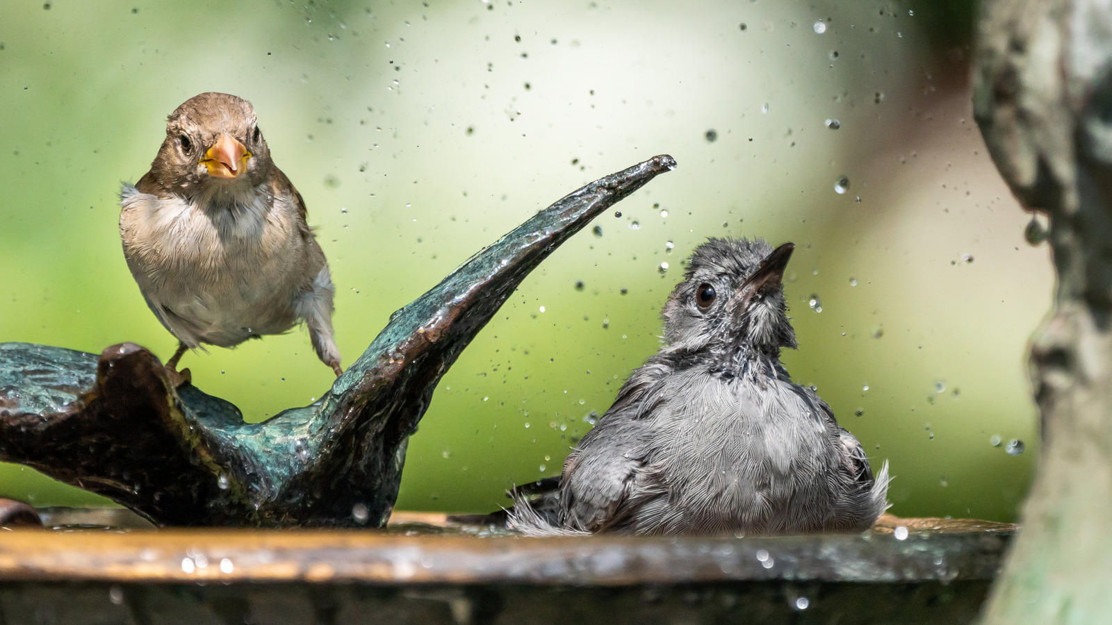 必須のドルツリーアイテムでDIYバードバスをアップグレードする