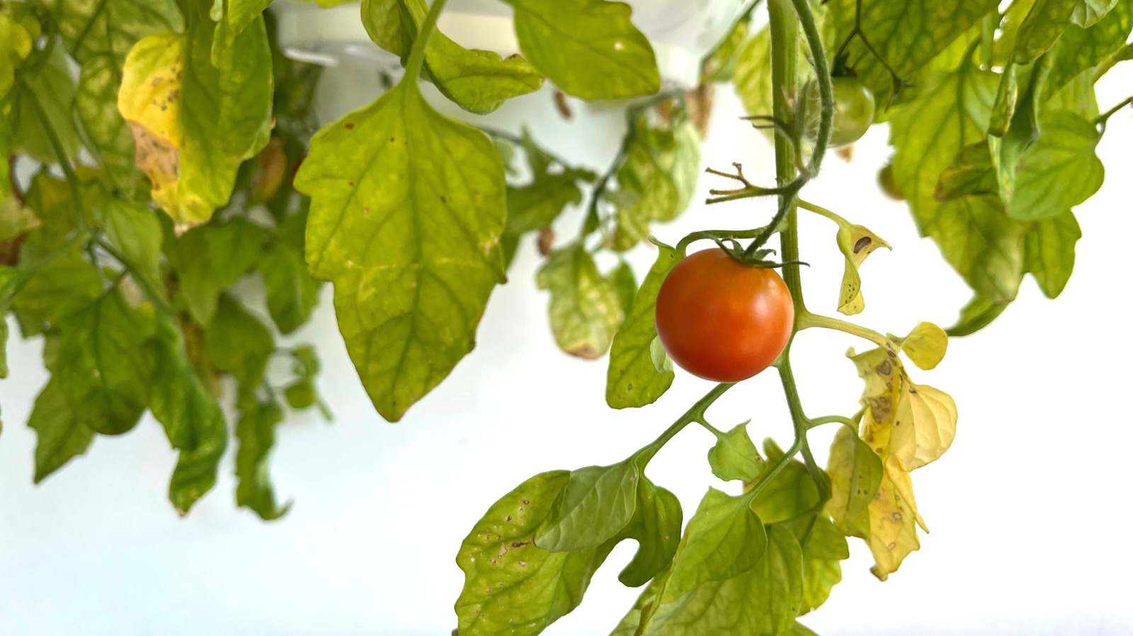 トマト植物の葉が少し黄色に見える場合はどうすればよいですか
