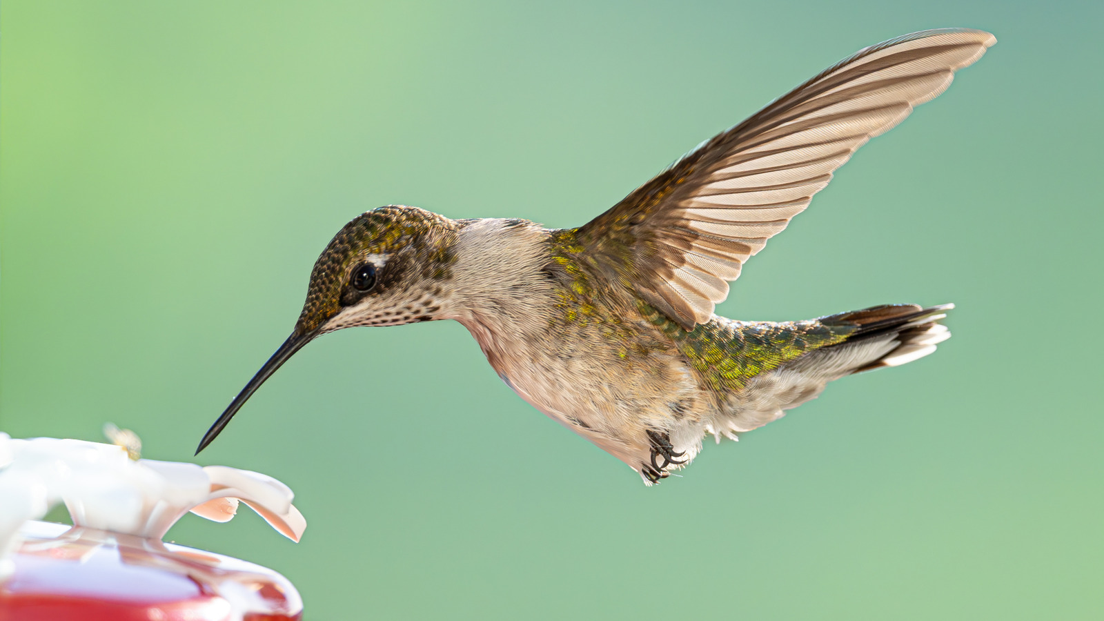 ハチドリの蜜が曇りになったらどうするか