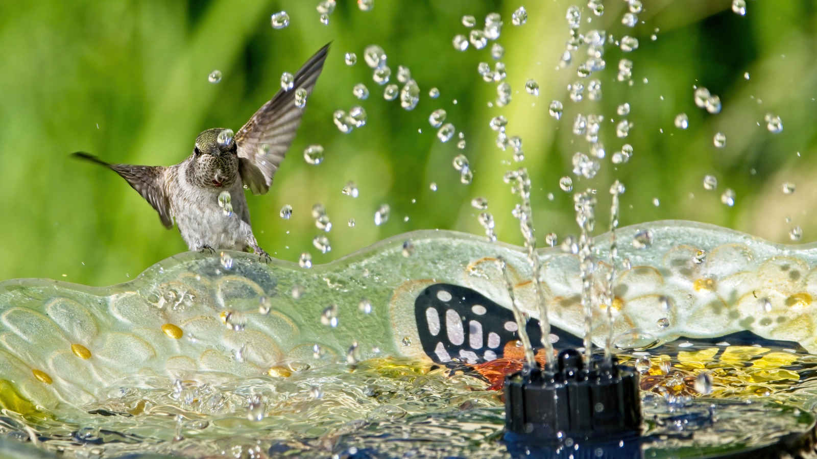 あなたの庭にそれを置く前に、ソーラーバードバスの噴水について知っておくべきこと